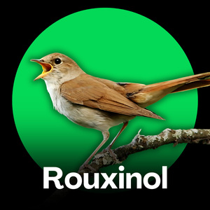 Rouxinol - Canto Suave para Aprimoramento
