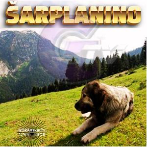 Šarplanino
