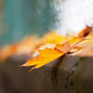 “我惊异我日渐衰退的记忆，却能清晰的记住你的名字”