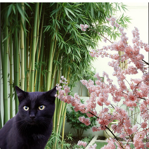 桜の木陰で眠る黒猫