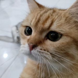 精神ポイントマイナス999（cover某幻君 - 败者讲话）