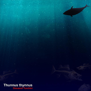 Thunnus Thynnus