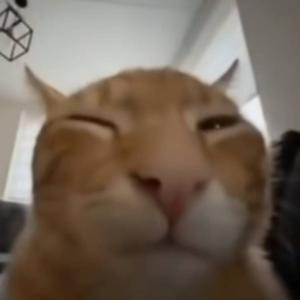 恐龙抗狼 but老祖