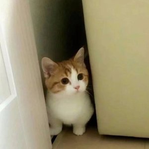 夜深想你难忘记