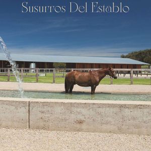 Vínculo Entre Humanos Y Caballos