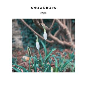 Snowdrops