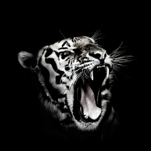 【free】“FIRE”/演出炸场/Beat