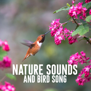 Bird Song