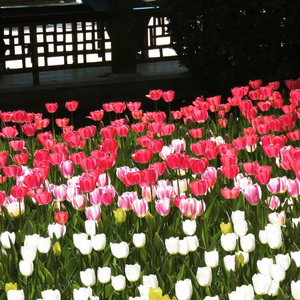 萨尔茨堡的盐树枝(Prod.Gr33nartBeats)