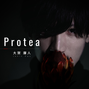 Protea