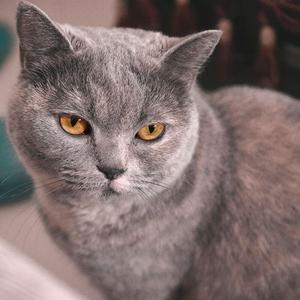 Time After Time~花舞う街で~（翻自 倉木麻衣）