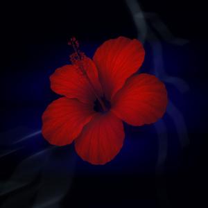 Hibiskus