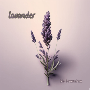 Lavander