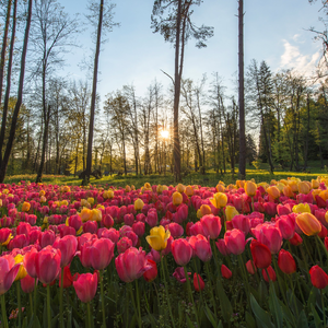 第一缕光（古筝）