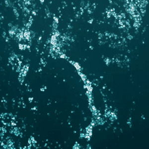 プリズムフィルム