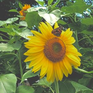 Sunflower feilds