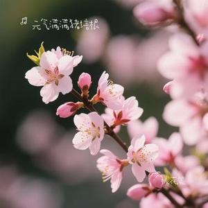 桃花笑 (Cover 汪睿)