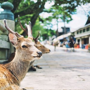 Nara Deer Path