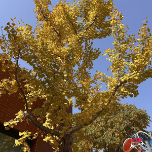 小树叶圆舞曲（feat. 刘清越）