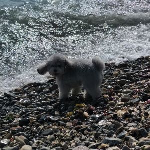 鱼和飞鸟（Prod by Syan Ru)