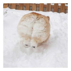 我喜欢的人都跟你好像（Cover.黄恺）（翻自 黄恺）