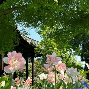 荒芜的巷
