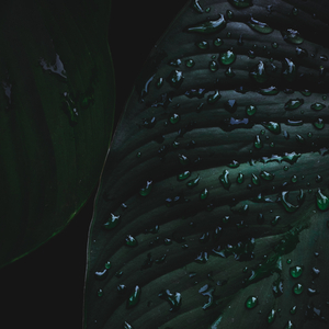 Creatures in the Rain