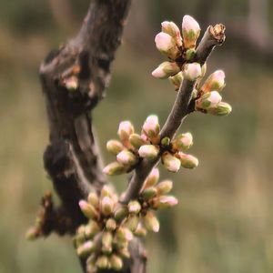 沉睡在春天的花蕾