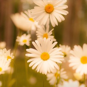 被风吹的夏天_小柔