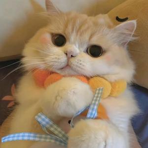 致00后的预防针（女生版）