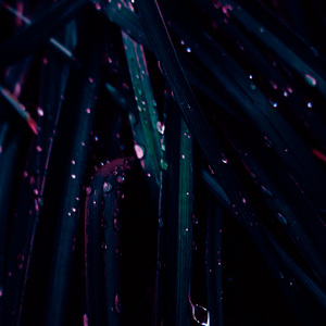 Like A Single Flower We Will Be