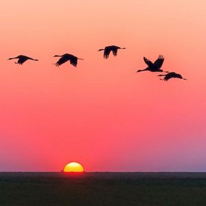 采花蜜蜂（美容院音乐）