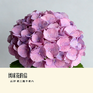 绣球花的信