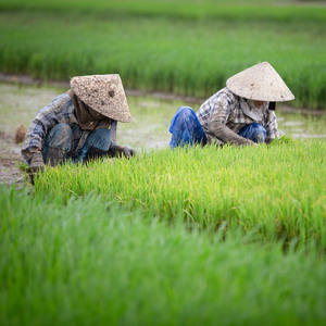 Ambience in the Amber Autumn