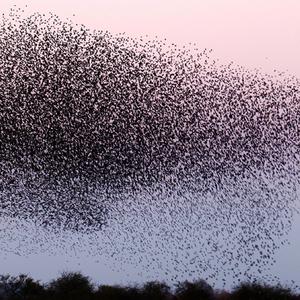 Swarm