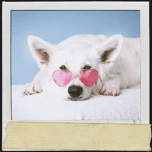 Beruhige deine Katze