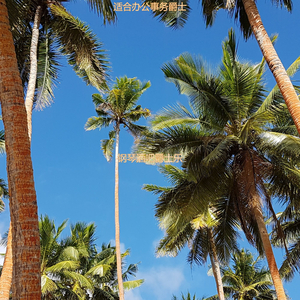 适合办公事务爵士