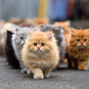 いっぱい歩こう