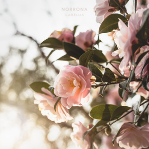 Camellia