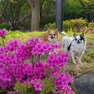 나두 개꿍(길 위에서)