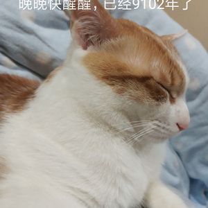 Lolita洛梨-东流（翻自 绯村柯北＆灰老板）