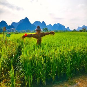 稻草人