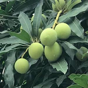 阿奶（Prod by Scorpion）