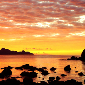 Free and Fast Like a Band of Wild Horses