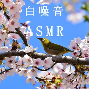 森林冥想（ASMR白噪音纯音乐）