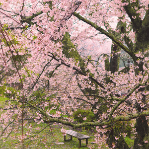 Rain Under Sakura Trees