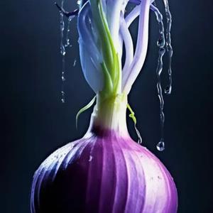 我眼前紫色洋葱