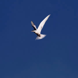 Lonely Bird （prod by Kumark）