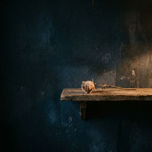 Prateleira (O Espaço Que Sobra)