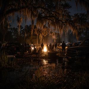 shine in the swamp